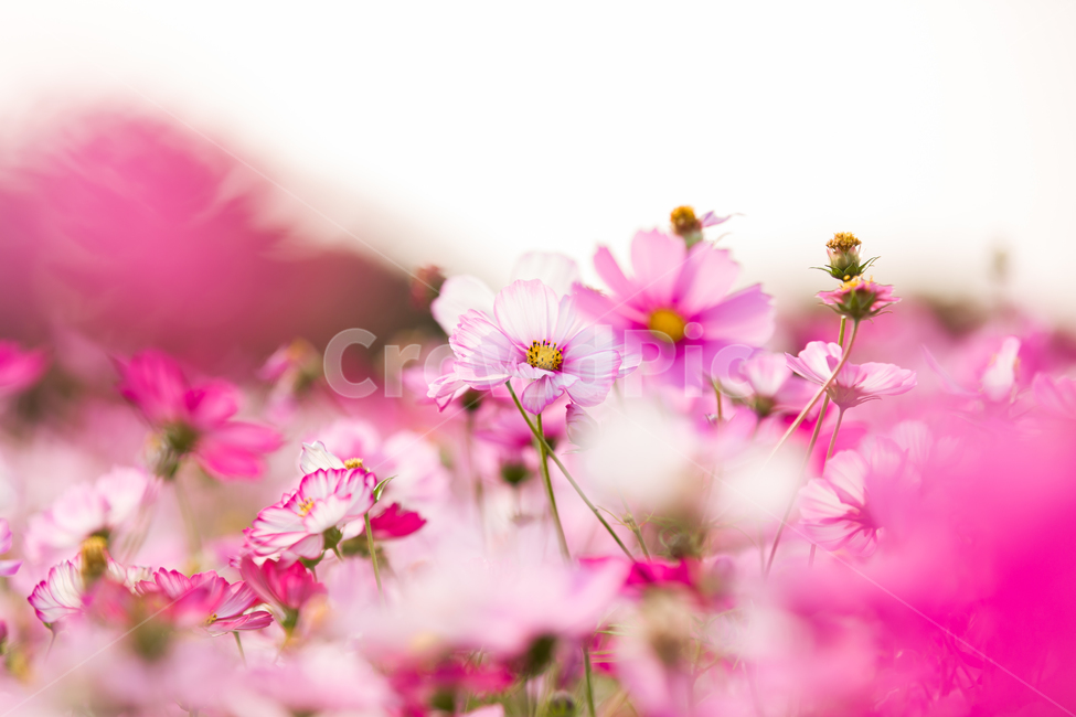 코스모스,가을배경,코스모스배경,꽃배경,cosmos,pink,flower,가을,예쁜꽃배경,꽃,자연,핑크꽃