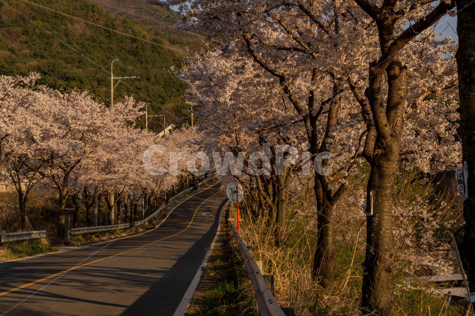 벚꽃,벚꽃길,풍경,봄,계절,하늘,꽃,벚꽃엔딩,봄,계절,spring,season,자연,풍경,nature,landscape,plant,식물