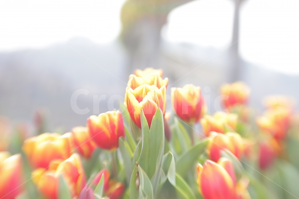 꽃,햇살,몽환적,튤립,flowers,봄,계절,spring,season,식물,자연,plants,nature,꽃,flower,plant,blossom,tulip