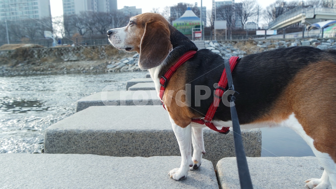 개,비글,동물,돌다리,강,동물,animal,포유류,mammal,개,강아지,dog,doggy