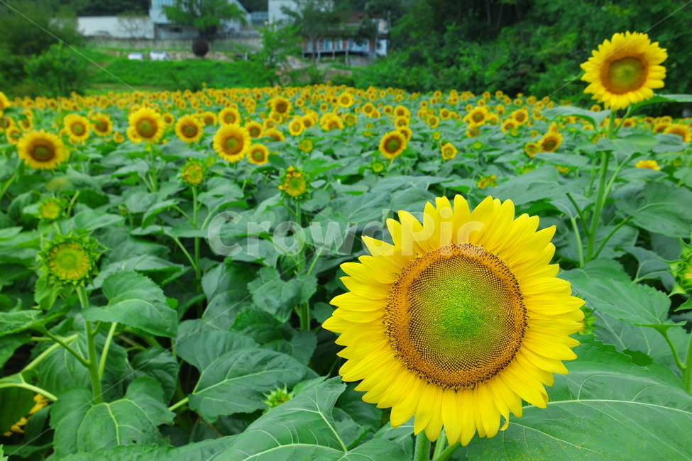 해바라기,sunflower,해바라기풍경,꽃,flower,식물,자연,plants,nature,꽃,flower