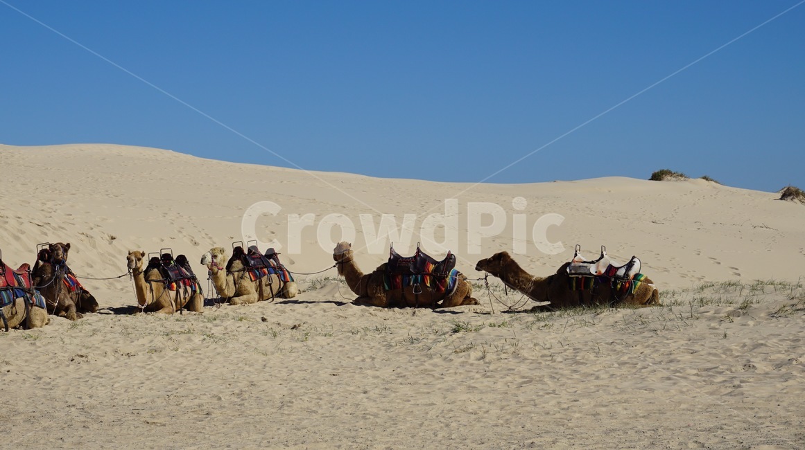 자연,nature,사막,사구,모래,호주,시드니,낙타,outdoors,옥외,흙,camel,sydney