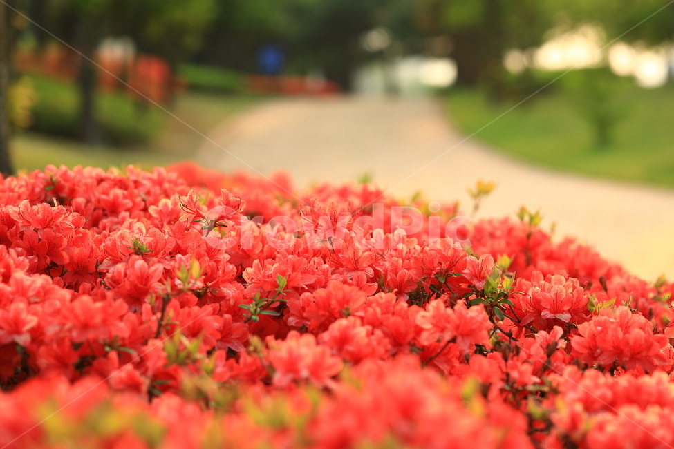 꽃,철쭉,빨강,공원,산책,flower,red,park,식물,자연,plants,nature,꽃,flower