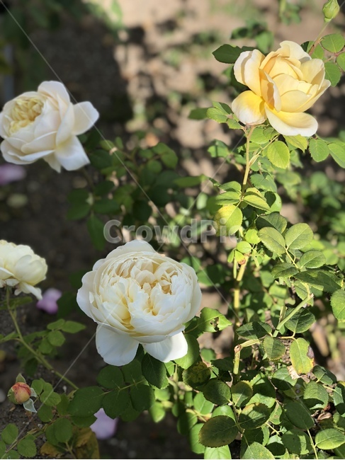 꽃,들꽃,노란꽃,풀밭,flower,peony,nature,outdoor,rose,color,yellow,leaves,leaf,greens,garden,정원,장미정원,장미
