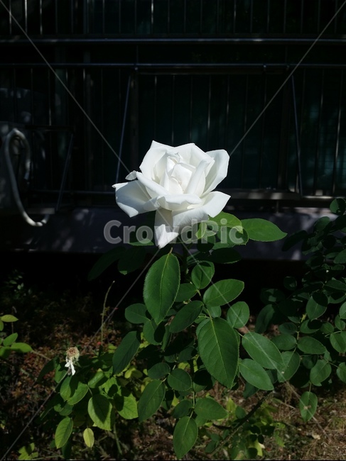 장미,흰색,꽃,green,leaf,빛,식물,plant,flower,흰장미,white,rose,식물,자연,plants,nature,꽃,flower