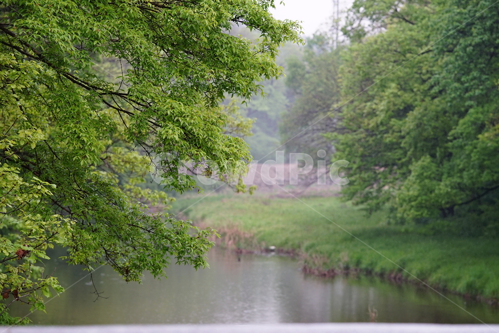 식물,자연,풍경,풍경사진,나무,경치,생명,그린,녹색,숲,자연,풍경,nature,landscape,water,물,tree,plant,outdoors,옥외