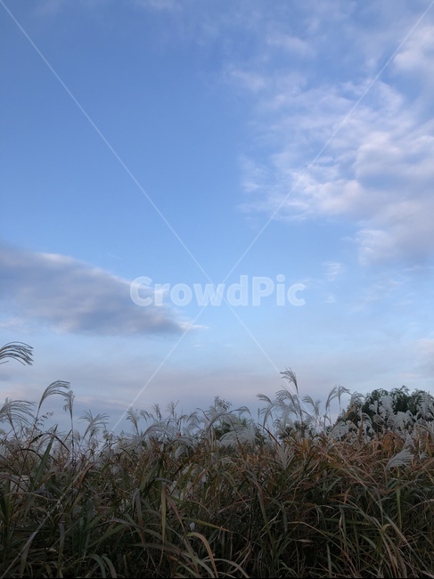 강가,하늘,갈대,nature,자연,outdoor,plant,grass,식물,가을,가을하늘,노을,가을,계절,fall,autumn,season,식물,자연,plants,nature