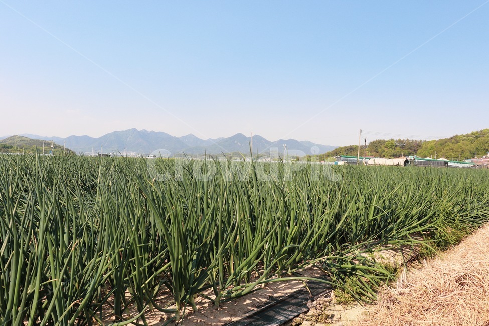 파,파밭,밭,시골,농사,산업,industry,industrial,농업,농사,agriculture,farming,farming industry