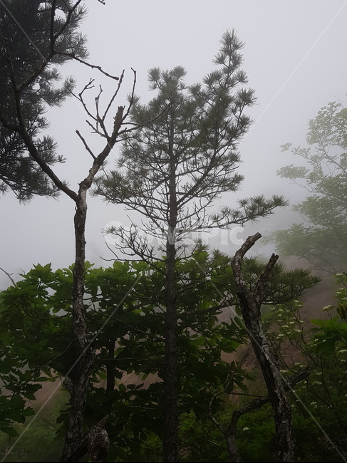 설악산,산,자연,풍경,나무,안개자욱,설악산정상,안개,설악산안개,숲,숲속안개,바위,돌