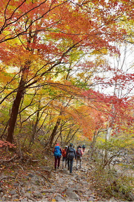 가을,단풍,울긋불긋,알록달록,형형색색,풍경,계절,시즌,아름다운,오색,주왕산,절골,계곡,비경,감성,힐링,가을,계절,fall,autumn,season,사람들,대중,군중,other people,crowd,outdoors,옥외