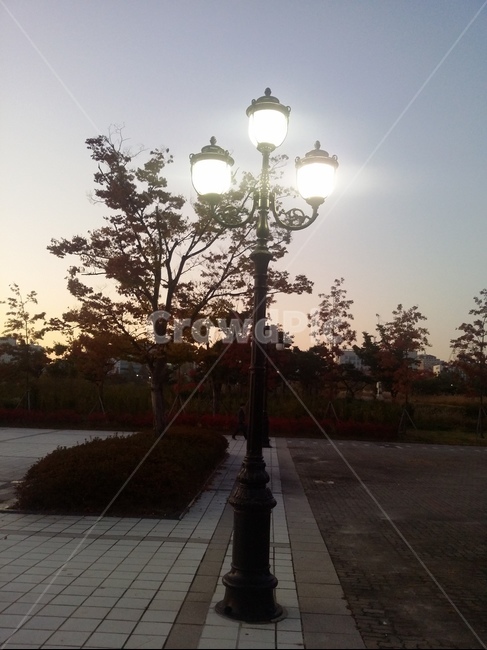 자연,식물,나무,가로등,등불,하늘,식물,자연,plants,nature,나무,trees,wood