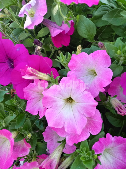 페튜니아,꽃,식물,flower,plant,commongardenpetunia,가지과,한해살이풀,식물,자연,plants,nature,꽃,flower
