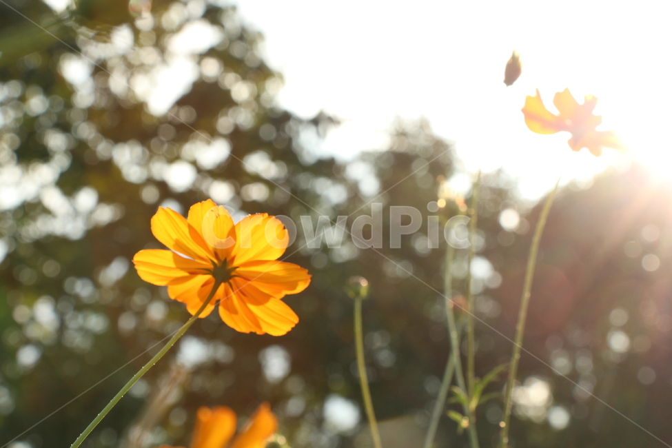 꽃,자연,flower,nature,맑음