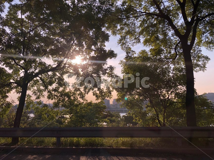 나무,빛,light,자연,nature,플레어,flare,tree,식물,자연,plants,nature,나무,trees,wood