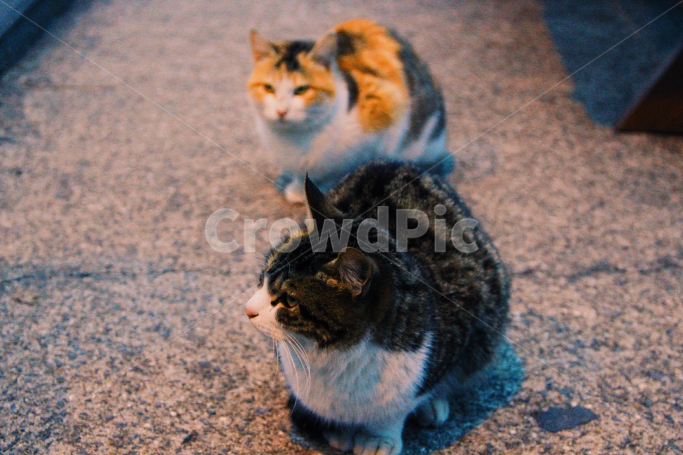 고양이,cat,제주도,배경화면,색감,아름다움,동물,animal,포유류,mammal,고양이,cat,kitten,kitty,감성,sensible,feeling