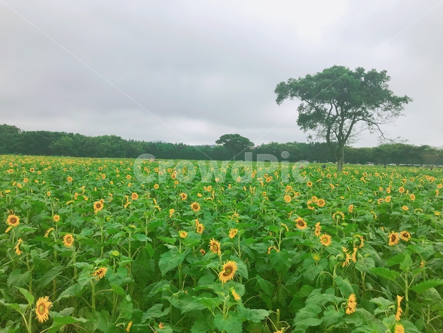 제주도,렛츠런팜,해바라기,풍경,꽃,초록,자연,풍경,nature,landscape,field,들,grassland,목초지,outdoors,옥외,plant,식물,farm,농장,rural,농촌