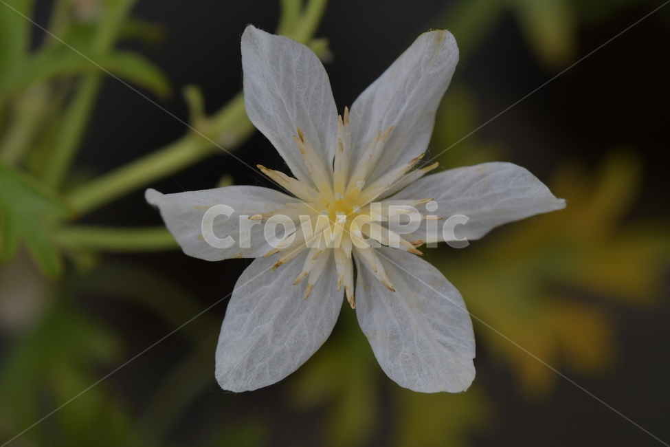 꽃,야생화,봄,자연,식물,풍경,식물,자연,plants,nature,꽃,flower
