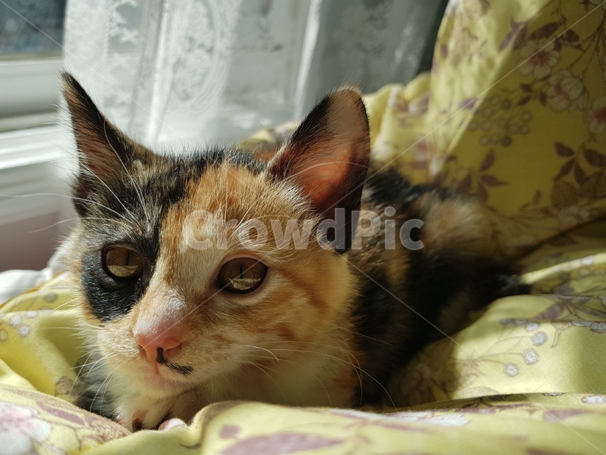 동물,mammal,cat,고양이,pet,아기고양이,warm,따뜻함,햇볕,호기심,kitty,neko,코리아숏헤어,동물,animal,포유류,mammal,고양이,cat,kitten,kitty