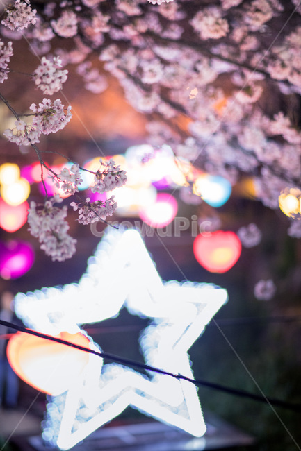 진해,여좌천,벚꽃축제,군항제,봄,봄,계절,spring,season,야경,밤,풍경,nightscape,night,landscape,plant,식물,flower,꽃,blossom