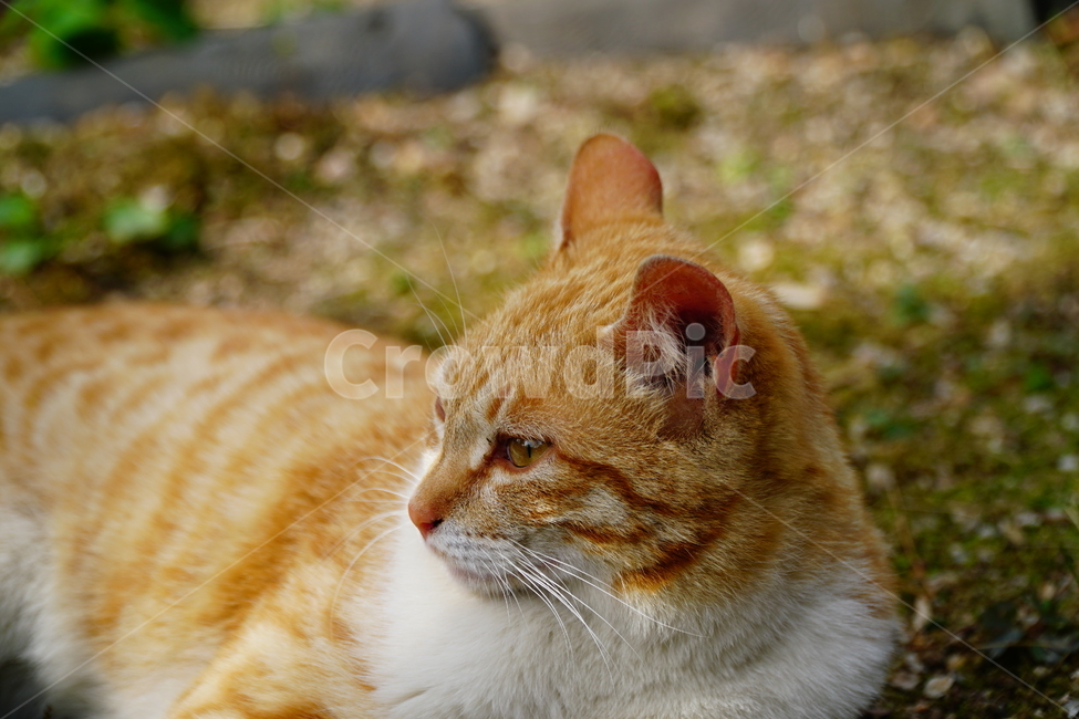 고양이,길고양이,동물,포유류,cat,animal,야옹,냐옹,야옹이,냐옹이,삼색고양이,4월,봄,april,spring,풍경,landscape,alleycat,짐승,식물,꽃밭,화단,동물,animal,포유류,mammal,고양이,cat,kitten,kitty
