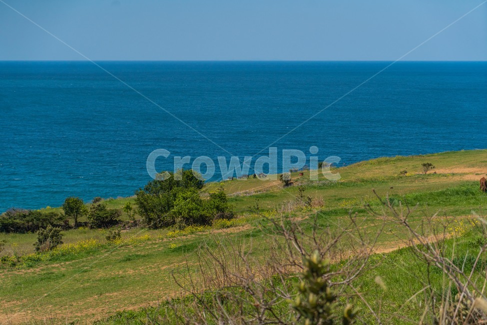 제주,유채꽃,봄,하늘,파란하늘,푸른바다,노란꽃,맑은날씨,field,들,grassland,옥외,spring,nature,자연,outdoors,land,나라,ocean,대양,water,해안선,shoreline,바다