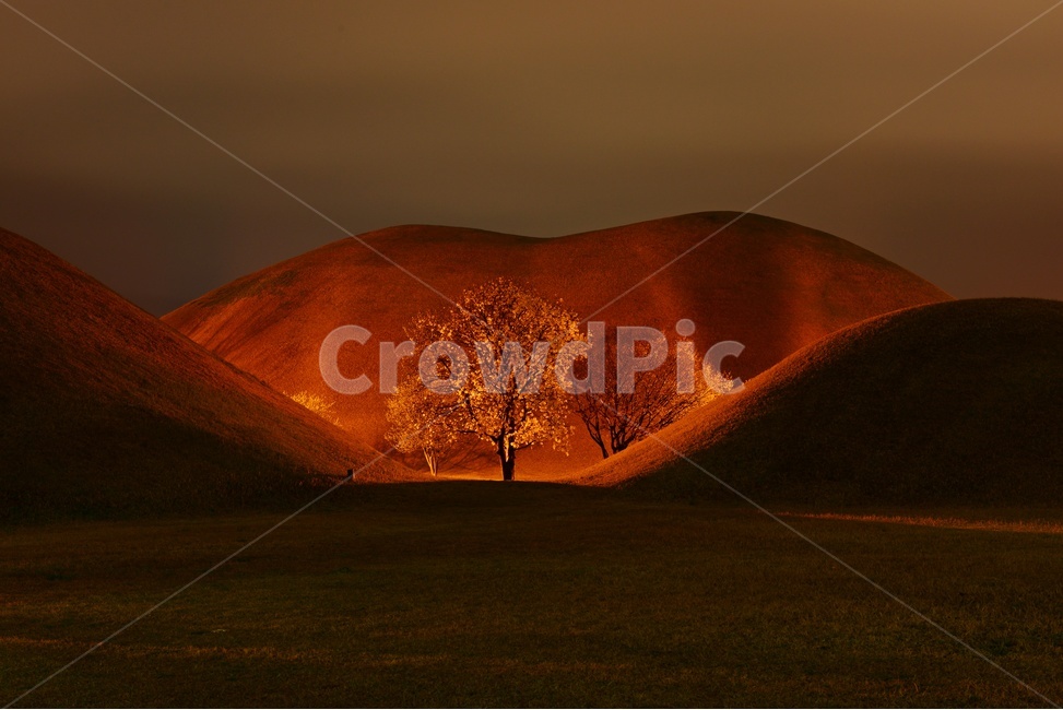 경주,경주대릉원,대릉원,대릉원목련,목련,대릉원아침,outdoors,옥외,nature,자연,grassland,목초지,field,들,자연,풍경,nature,landscape