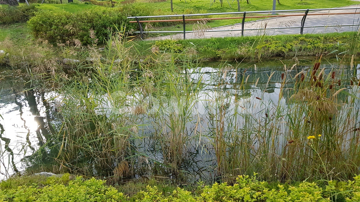 공원,연못,자연,식물,풀,자연,풍경,nature,landscape