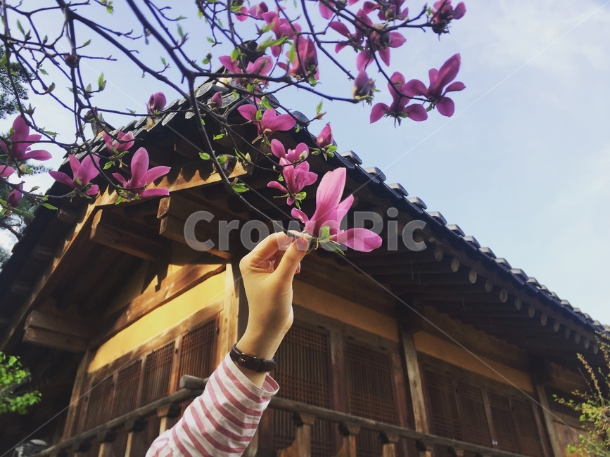 꽃,분홍,blossom,봄,spring