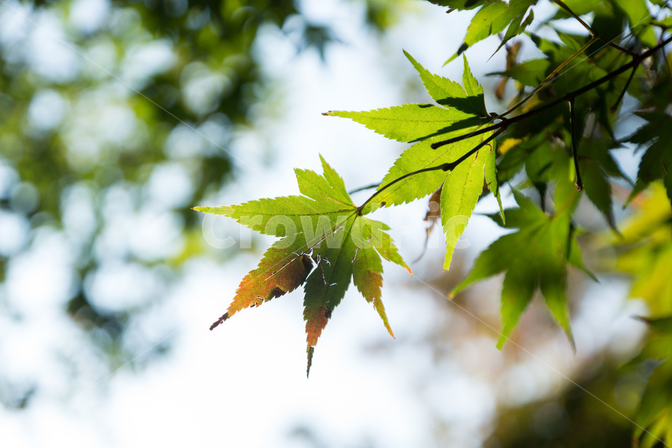 landscape,가을,단풍,fall,maple