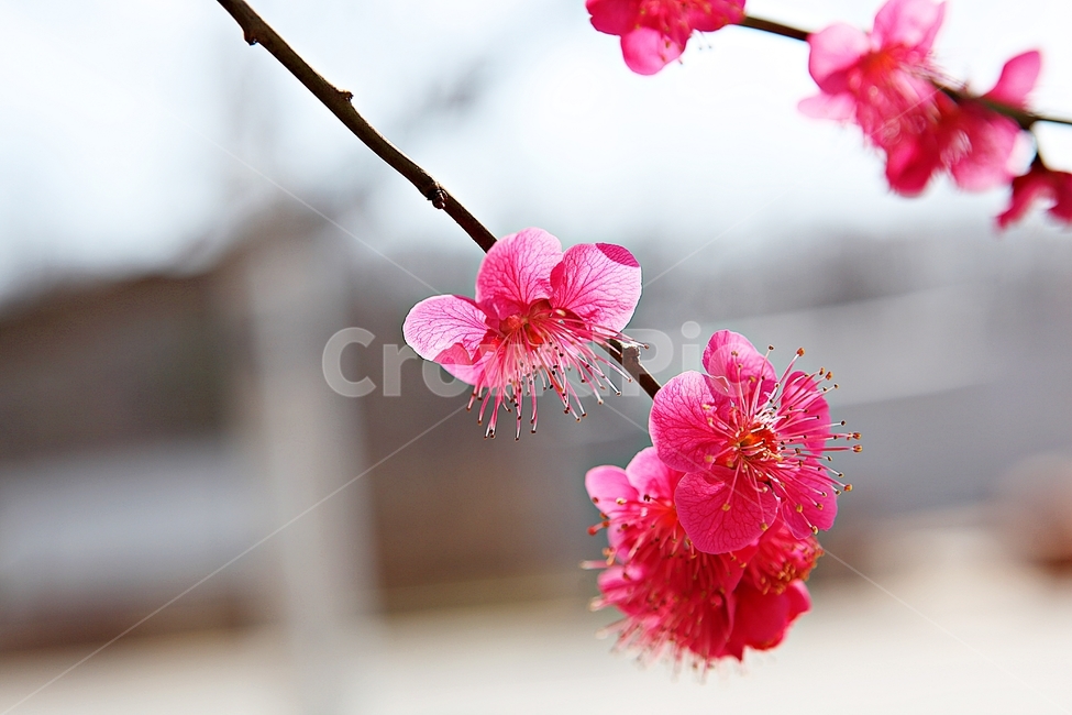 홍매화,매화,꽃,봄꽃,붉은꽃,식물,자연,봄,봄,계절,spring,season