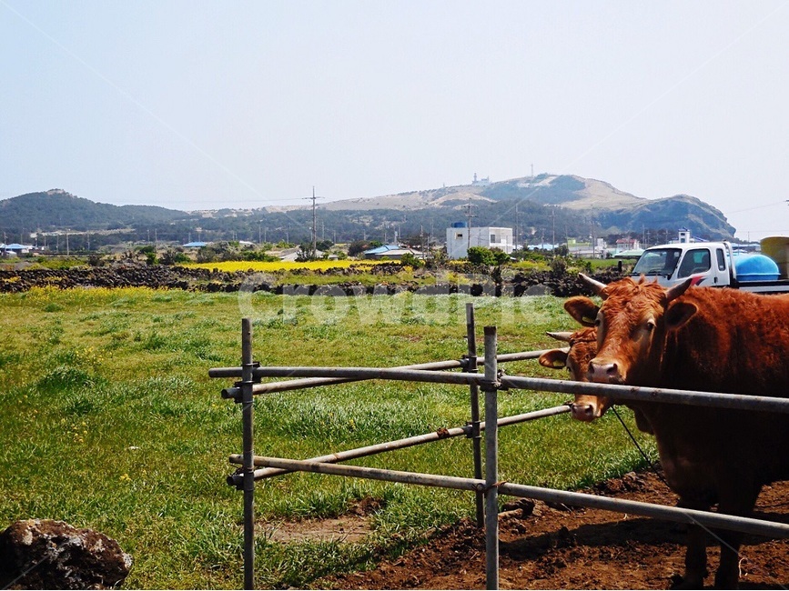 제주도,농촌,소,농사,동물,jeju,jejuisland,farm,cow,rural,animals,farmwork,agriculture,grass,초록,자연,green,nature,우리,pen,동물,animal,포유류,mammal,산업,industry,industrial,목축업,목장,livestock farming,ranching,pasture