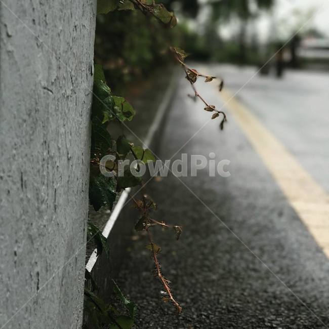 비,풀,아웃포커싱,보케,감성,스냅,식물,자연,plants,nature,비,비오는날,rain,rainy