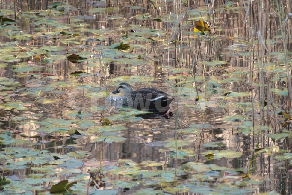 동물,새,조류,오리,연못,자연,자연풍경,duck,동물,animal,조류,새,birds