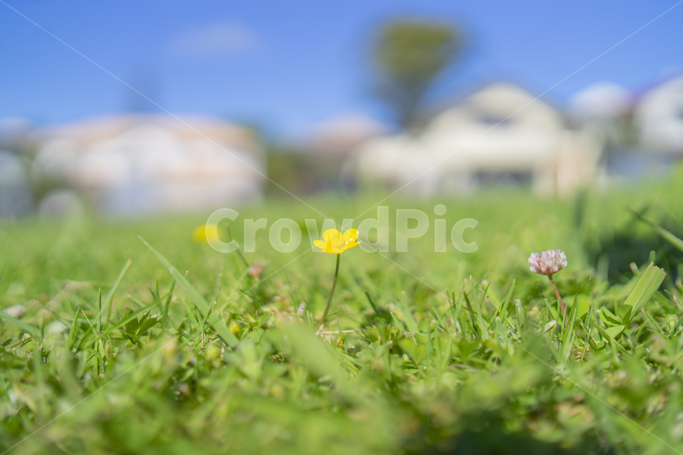 plant,grassland,식물,잔디,꽃,풀,식물,자연,plants,nature,꽃,flower