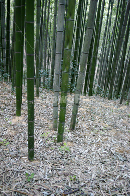 죽녹원,대나무,숲,식물,나무,자연,풍경,nature,landscape,plant