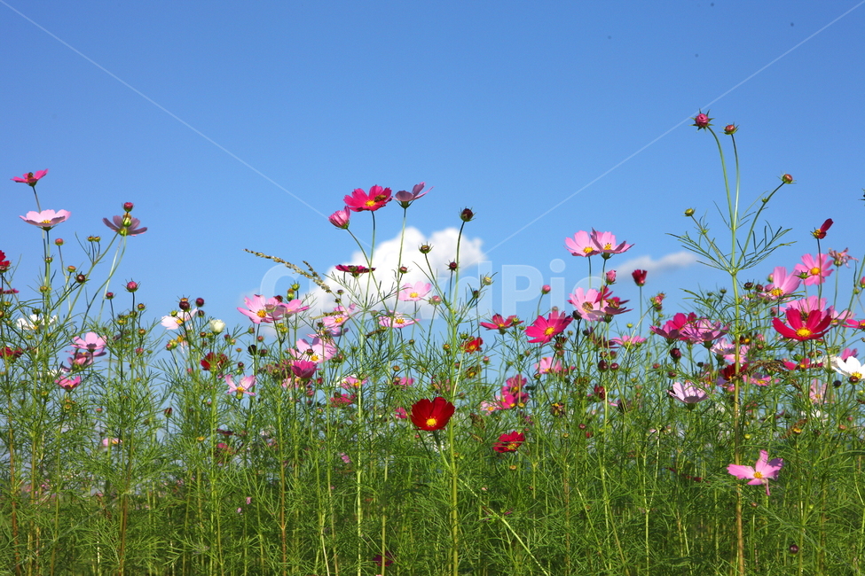 꽃,코스모스,식물,풍경,자연,가을,계절,fall,autumn,season,식물,자연,plants,nature,꽃,flower,grassland,목초지,field,들,outdoors,옥외