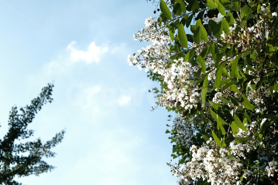 식물,하늘,나무,흰꽃,하얀꽃,하얀,파란,구름,배경,초록,식물,자연,plants,nature,꽃,flower