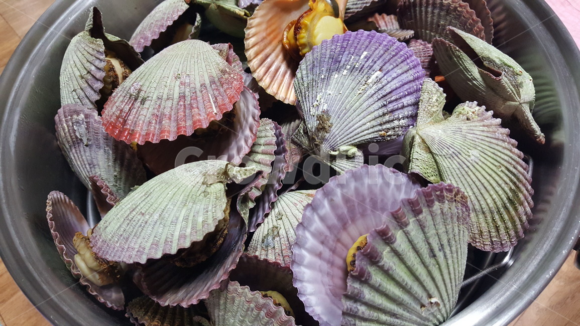 해산물,seafood,대합,조개,seashell
