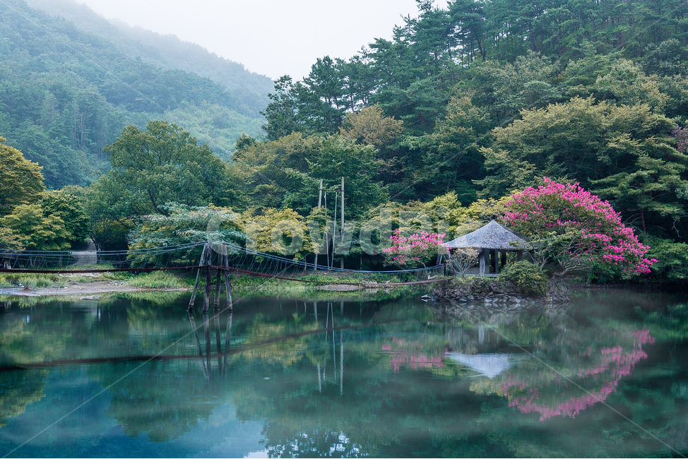 다리,호수,외딴집,백일홍,연못,자연,풍경,nature,landscape,한국자연풍경,한국자연경관,korea nature landscape,outdoors,옥외,water,물