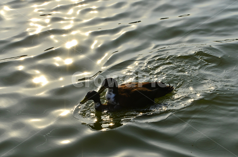 water,물,outdoors,옥외,animal,동물,bird,새,duck,오리,mallard,청둥오리,waterfowl,물새,짝짓기,동물,animal,조류,새,birds