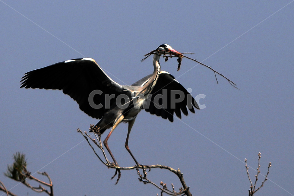 조류,bird,새,야생조류,오리,백로,외가리,동물,animal,조류,새,birds