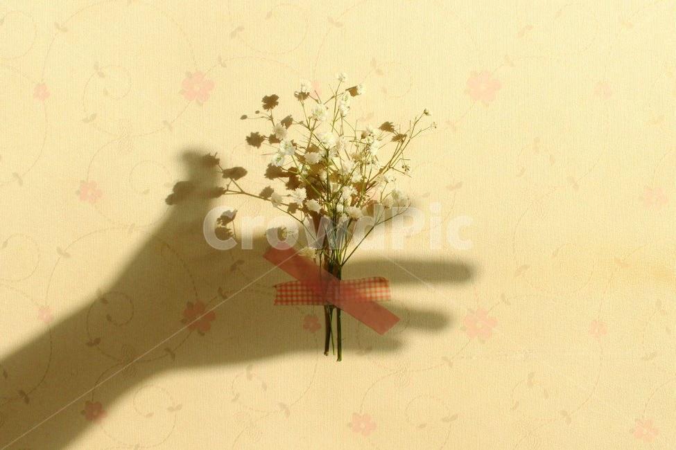 손,안개꽃,꽃,분홍,그림자,pink,flower,hand,꽃,flower,연출,컨셉,콘셉,direction,concept