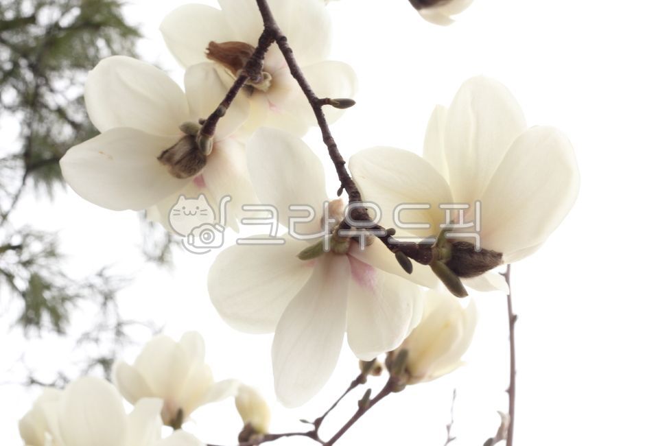 magnolia,white flower,flower tree,bolssom,flower