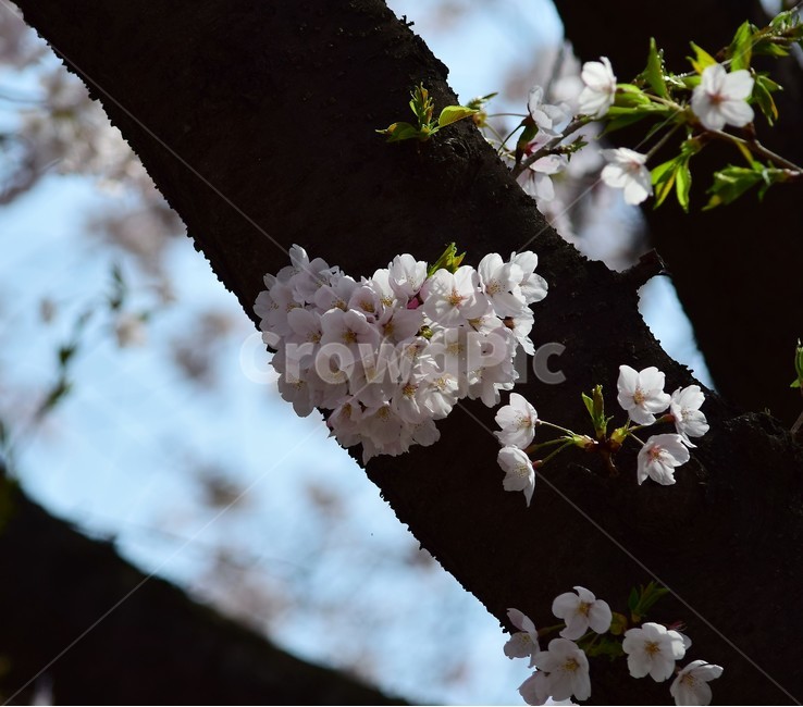 꽃,꽃들,나비,자연,아름다움,장식,벗꽃,붉은색,나무,배경화면,flowers,flower,nature,beautiful,bright,decoration,background,floral,hoya,봄,계절,spring,season,식물,자연,plants,nature,꽃,flower,plant,blossom,cherry blossom,벚꽃
