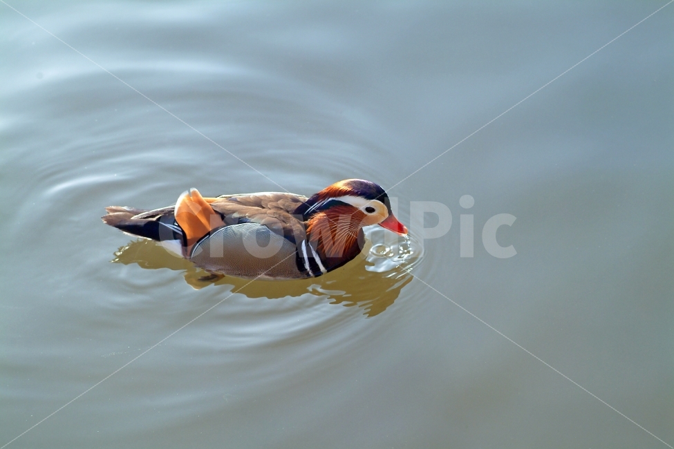 원앙,원앙새,조류,새,강,물,헤엄,자연,생태,동물,mandarinduck,bird,동물,animal,조류,새,birds