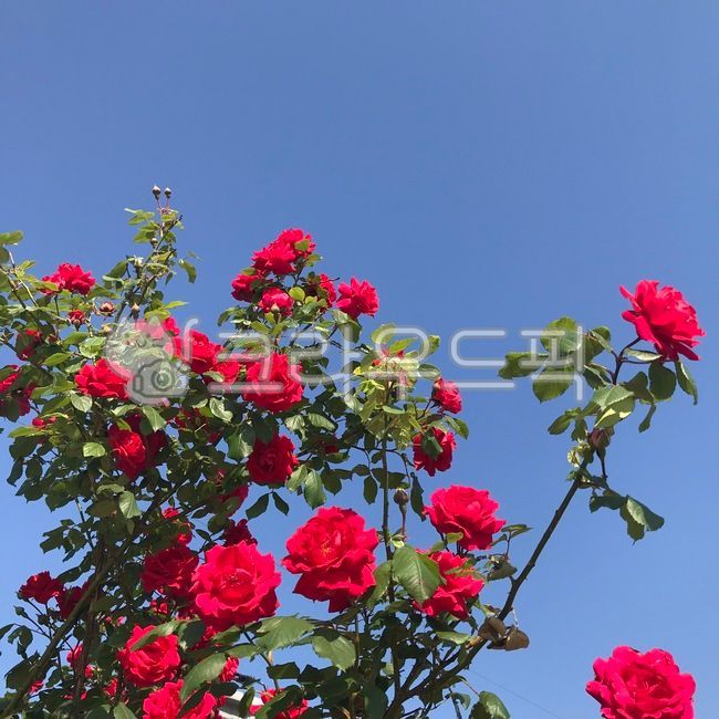 plant,식물,rose,장미,flower,blossom,꽃