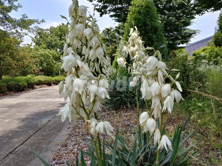 실유카,유카꽃,yucca,실유카꽃,식물,용설란과