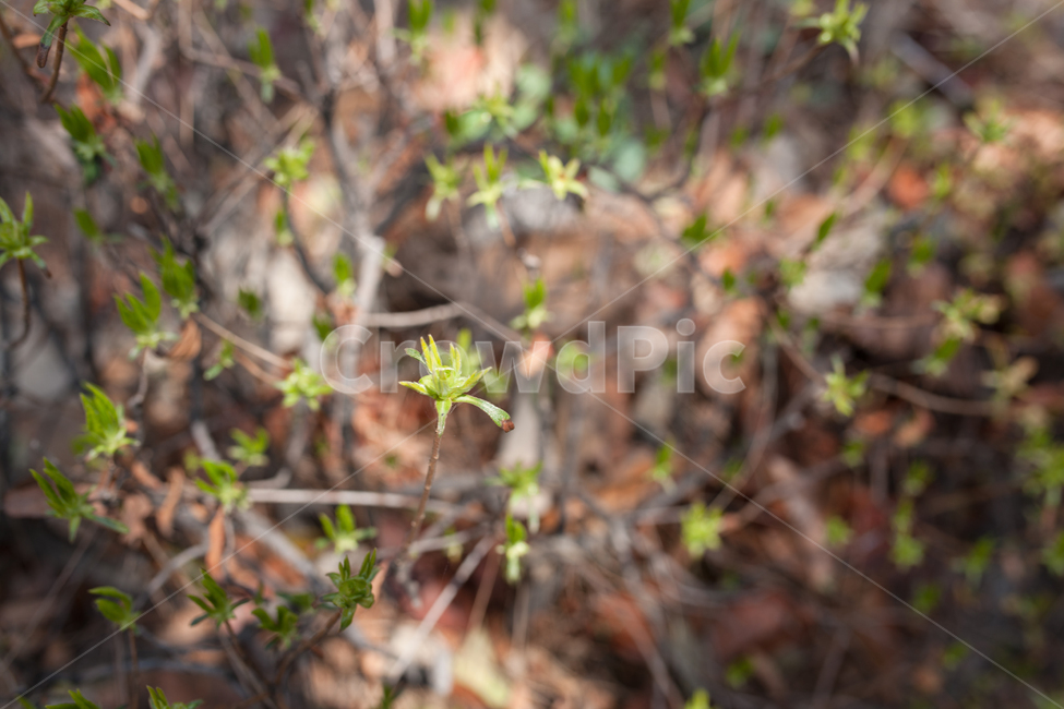봄,나무,잎,식물,botanical,봄,계절,spring,season,식물,자연,plants,nature,plant,tree