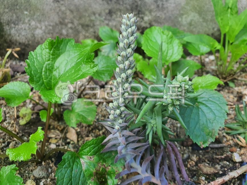 leaf,잎,plant,식물,초록,와송,다육,바위솔,식물,자연,plants,nature