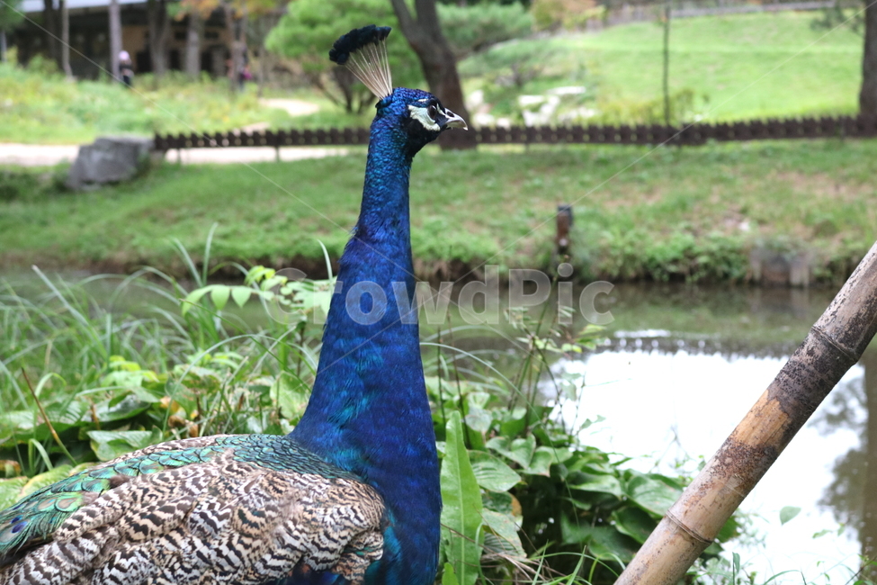 새,조류,공작,공작새,꿩과,동물,동물,animal,조류,새,birds